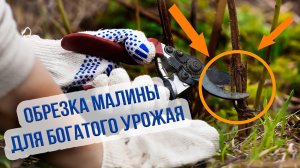Обрезка ремонтантной малины на зиму. Как обрезать ремонтантную малину осенью?