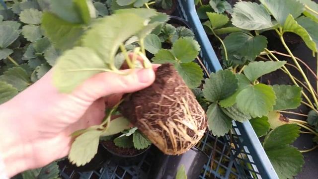 Маточник #Саженцы новейших Итальянских сортов клубники  #Сандра и #Федерика 2020