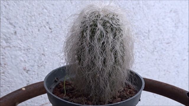 Cactus Viejito. Cephalocereus senilis смотреть онлайн