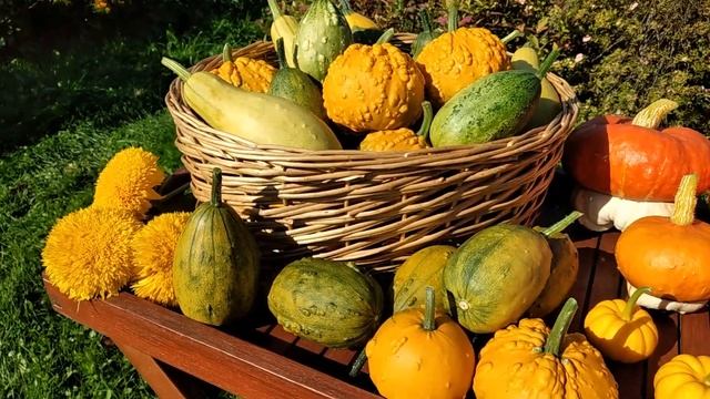 Всё о декоративной тыкве. Мой красивый урожай декоративной тыквы. смотреть онлайн