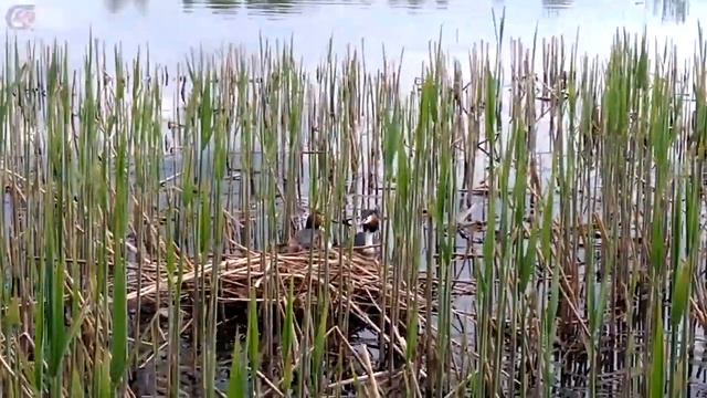 Гнездо на воде. Чомга. Водоплавающая птица с хохолком.