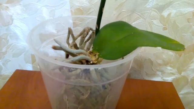 Пожелтели и отпали листья у орхидеи фаленопсис смотреть онлайн