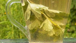 Чай из листьев крыжовника