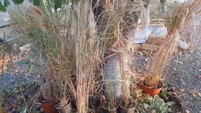 Новые розы в сад !!!!  Новинки из питомника "Розанутые" , а так же  обновки из   питомника Меховски