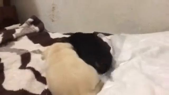 Щенки чихуахуа 18 дней от Рокси и Филиппа