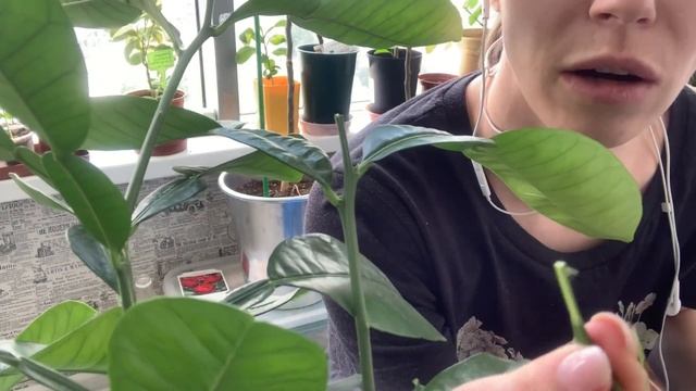 Прививаем цитрусы в расщеп фум лентой и скальпелем, делаем дерево-сад, рассказываю и показываю как! смотреть онлайн