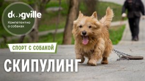 Скипулинг - динамичный спорт для собак!