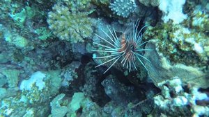 Красное море, Египет, Марса Алам, Bliss Nada