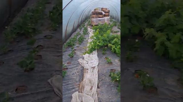 Балаган под клубнику. Размеры, ряды, капельный полив, какая плёнка. За 8 минут все секреты. Теплица