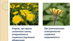 Урок Движение растений