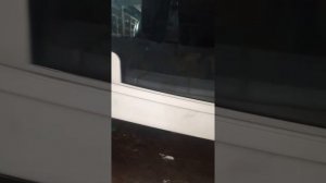 бампер Тойота Ипсум