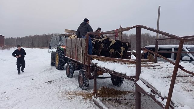 Переезд телят в тентовый ангар смотреть онлайн