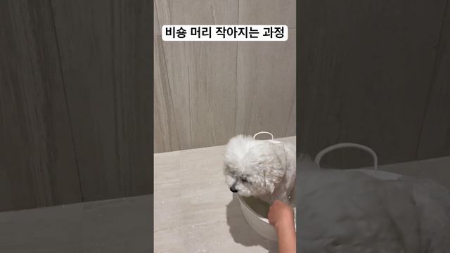 비숑 머리 작아지는 과정(샤워중) смотреть онлайн