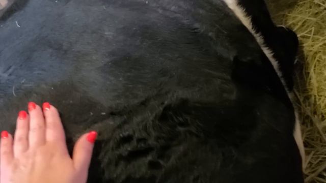 Марта заболела Маргоша не телится смотреть онлайн