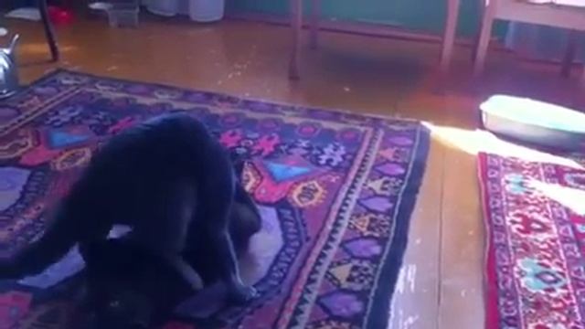 Жесть!!!! Кот не знает как обращаться с кошкой!!!!!! смотреть онлайн