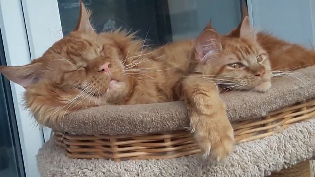 Мейн кун. Кот Джокер и его дочка Ронда. смотреть онлайн