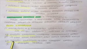Билет 053. ПОЯСНИЧНОЙ СПЛЕТЕНИЕ: ОБРАЗОВАНИЕ, ТОПОГРАФИЯ, ВЕТВИ.