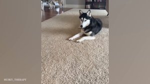 Хаски смешные и милые