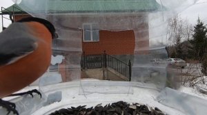 Правила птичьей кормушки | Что едят птицы зимой? | Sparrow | Bullfinch | Titmouse | bird's ASMR