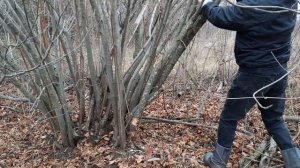 КАК ОБРЕЗАТЬ ФУНДУК ?