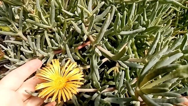 Комнатные растения. Обзор теплицы. Часть 1. смотреть онлайн