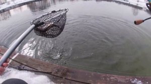 26.03 Рк Фишка Данилово, ловим форель на спиннинг, открытие форелевой ловли, форелевая рыбалка