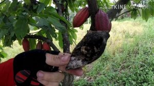 Плоды какао