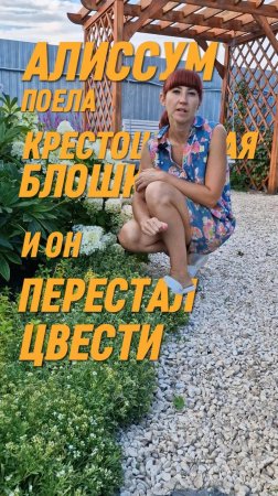 АЛИССУМ ЕСТ КРЕСТОЦВЕТНАЯ БЛОШКА?