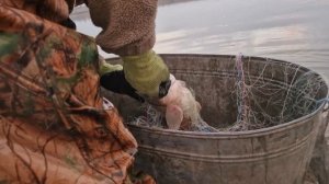 Толстолобики напали на рыбную сеть! Не успевали собирать рыболовные сети!