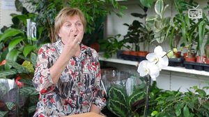 Слива осенью ✅ Осенние работы в саду ✅