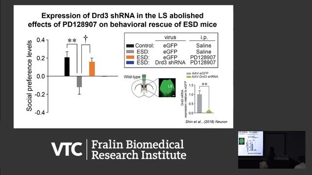 Neural Circuit Mechanisms Underlying Early Life Stress-Induced Maladaptive Behaviors смотреть онлайн