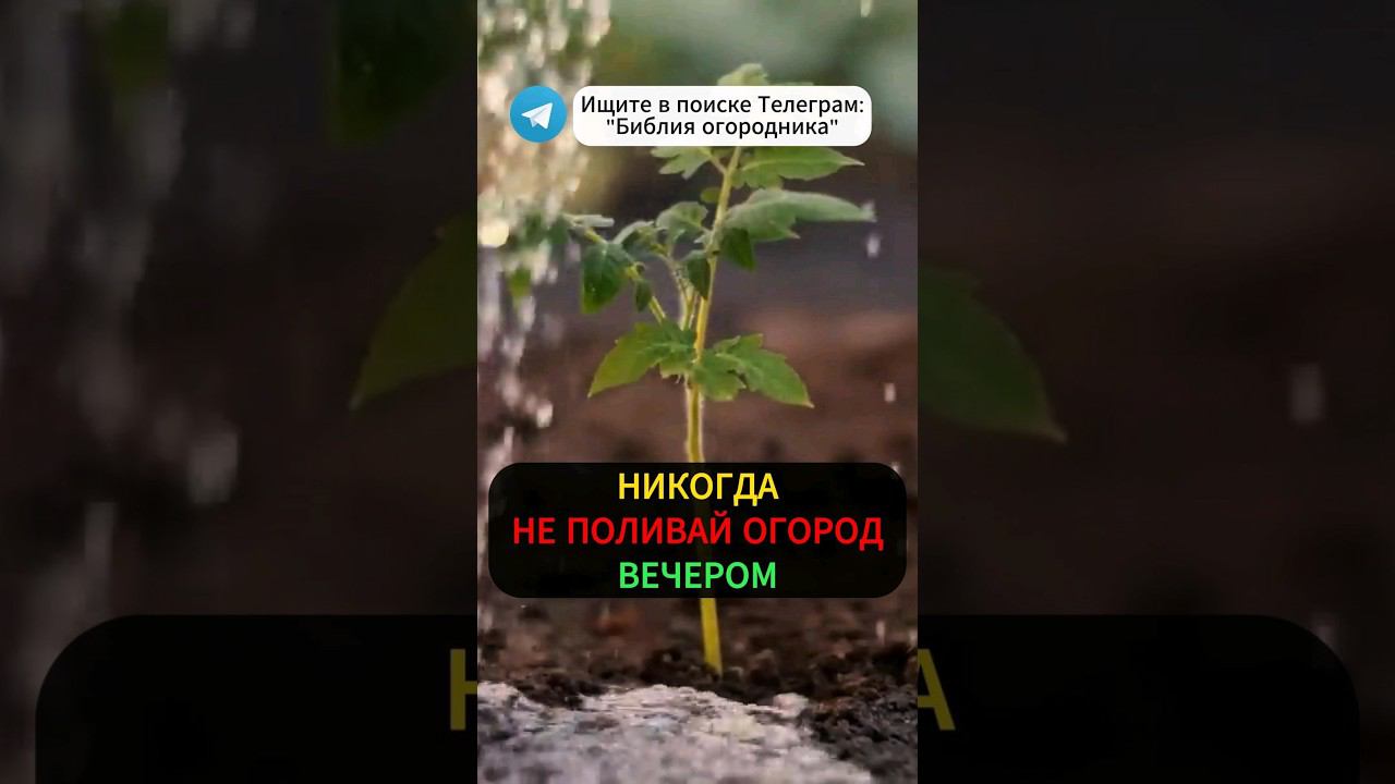 Когда ПОЛИВАТЬ ОГОРОД Утром или Вечером? #полив #огород #дача #подкормка #сад #урожай #садоводство