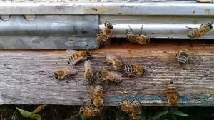 Волгоградская.обл Наша Пасека.