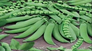 Горох " САХАРНАЯ ВКУСНЯША". Мои Любимые СОРТА. 13 ноября 2020г.