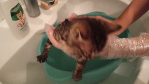 Первое купание котенка: избавляемся от блох. First bathing of a kitten. Getting rid of fleas