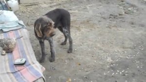 Дратхар(Альма)7 месяцов