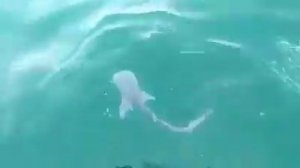 Новорождённый китовой акулы