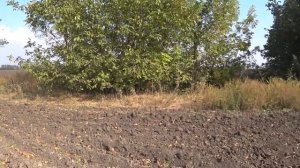 Кого только не встретишь на дороге? Как мы собирали орехи с сыном ?