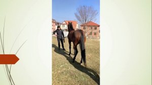 Абид на поляне. Расчистка копыт лошади.  Дагестан.