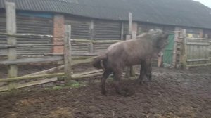 Молодые кобылы хотят к жеребцу