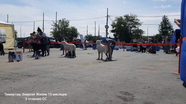 01 августа 2020 МОНО САО ранга КЧК г. Екатеринбург, эксперт Овсянникова Ю.Б. Класс Промежуточный ТИ смотреть онлайн