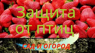 Закрываем клубнику от птиц в рубрике сад и огород