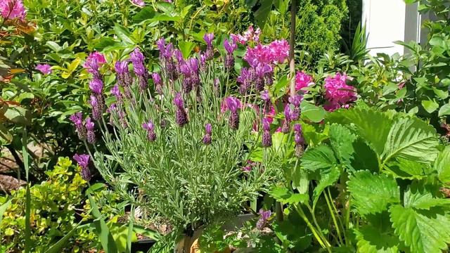 New Addition for Pollinators | Lavender смотреть онлайн