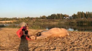 Обучение лошади. Гоша