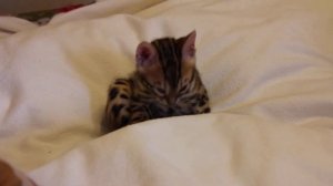 бенгальский котенок засыпает сидя. Питомник бенгальских кошек