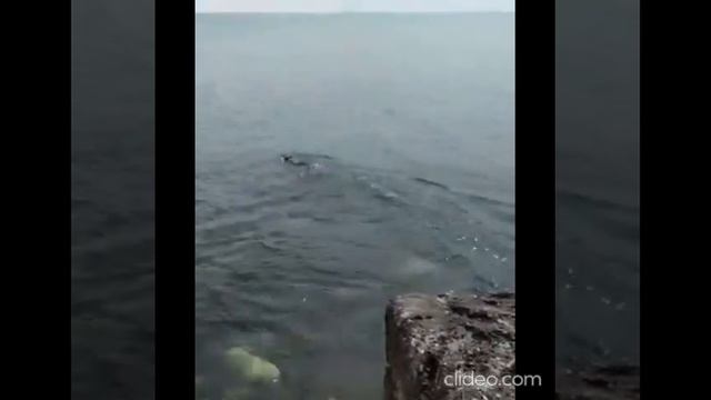 Спасенного тюленя выпустили в Каспий смотреть онлайн