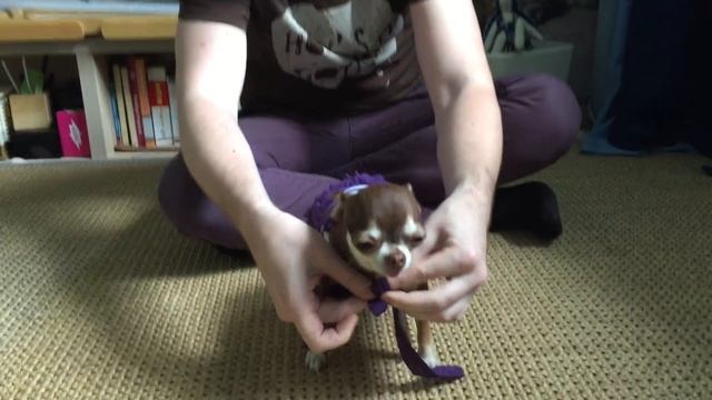 Чихуахуа и комбинезон смотреть онлайн