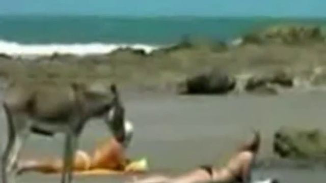 Приколы с Животными ! Осёл на пляже ! смотреть онлайн