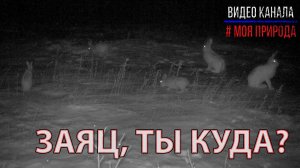 Заяц, ты куда?