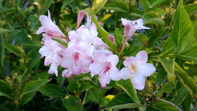 ❤ Flamenco olè olè ❤ смотреть онлайн